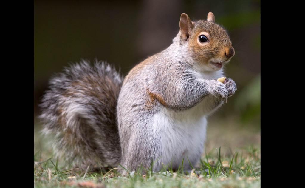 ¡Ardilla roba dona… a un policía!