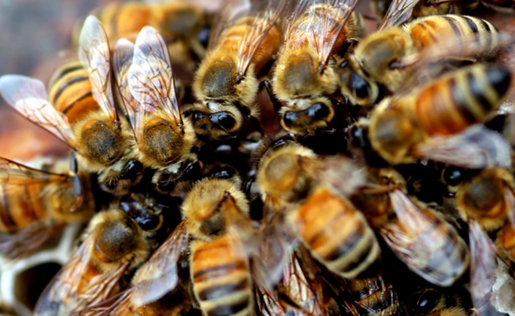 Protección Civil Municipal registra hasta dos casos de enjambre de abejas al mes 
