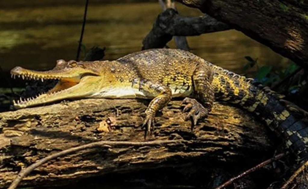 Cocodrilo de hocico delgado, nueva especie descubierta en África
