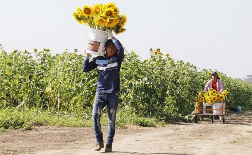 Santuario de los girasoles, industria atractiva