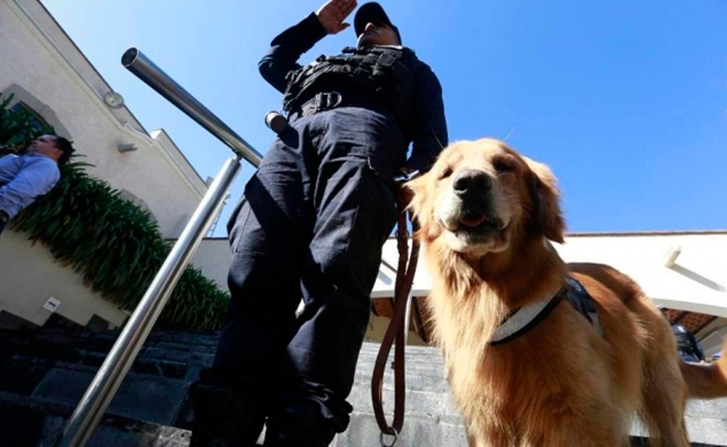 ¿Qué pasará con los perros de la Policía Federal?