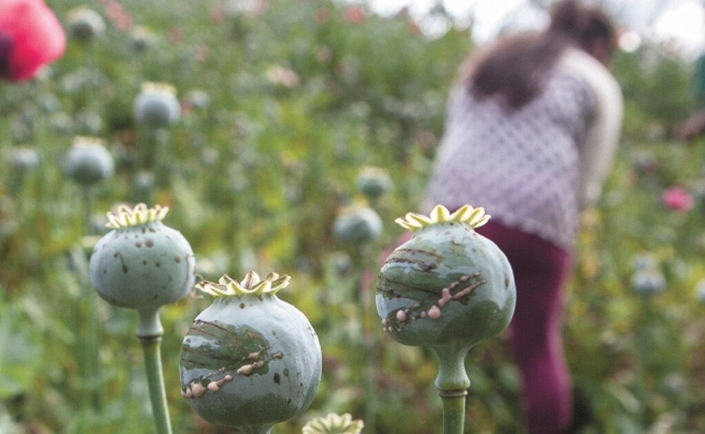 Las zonas más rezagadas de Sinaloa, Nayarit y Guerrero padecen por cambio en el consumo de drogas en Estados Unidos, señala informe. Foto: ARCHIVO EL UNIVERSAL