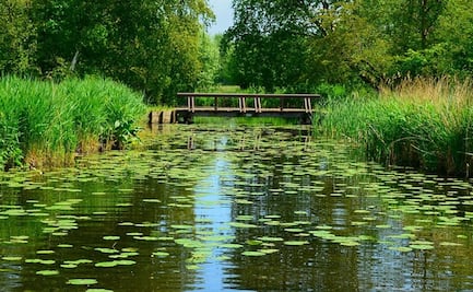 Permanecerá parte del lirio acuático en presas de SLP para limpieza del agua