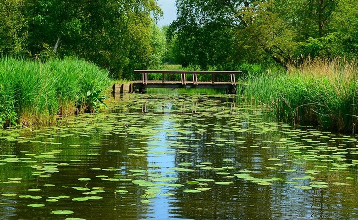 Lirio acuático permanecerá en presas de SLP. Foto: Ilustrativa (Pixabay)