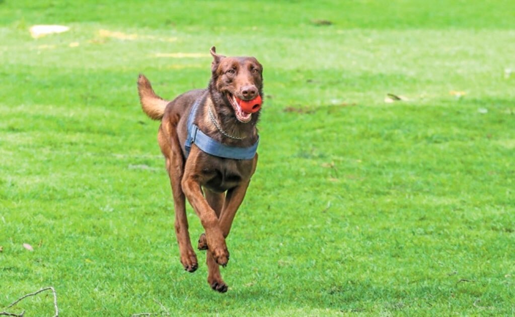 Actualmente, Thor está en proceso de entrenamiento con especialistas de la Unidad Canina de San Lázaro, quienes valoran el desempeño del cachorro en diversos rubros; por ejemplo, si es social o si se tarda en reconoce. FOTOS: GERMÁN ESPINOSA. EL UNIVERSAL