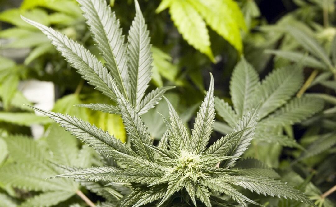 Foto: Archivo El Universal