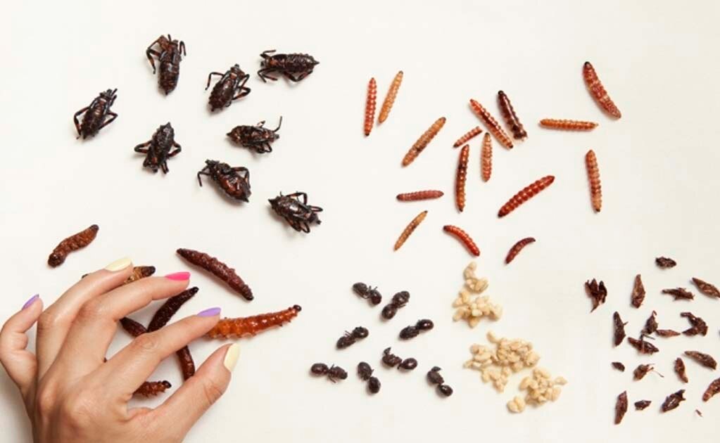 Conoce algunos insectos comestibles mexicanos