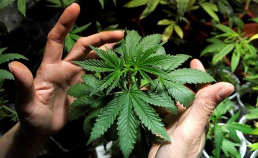 Rechazó Congreso en febrero del 2019 regularizar uso medicinal de la marihuana