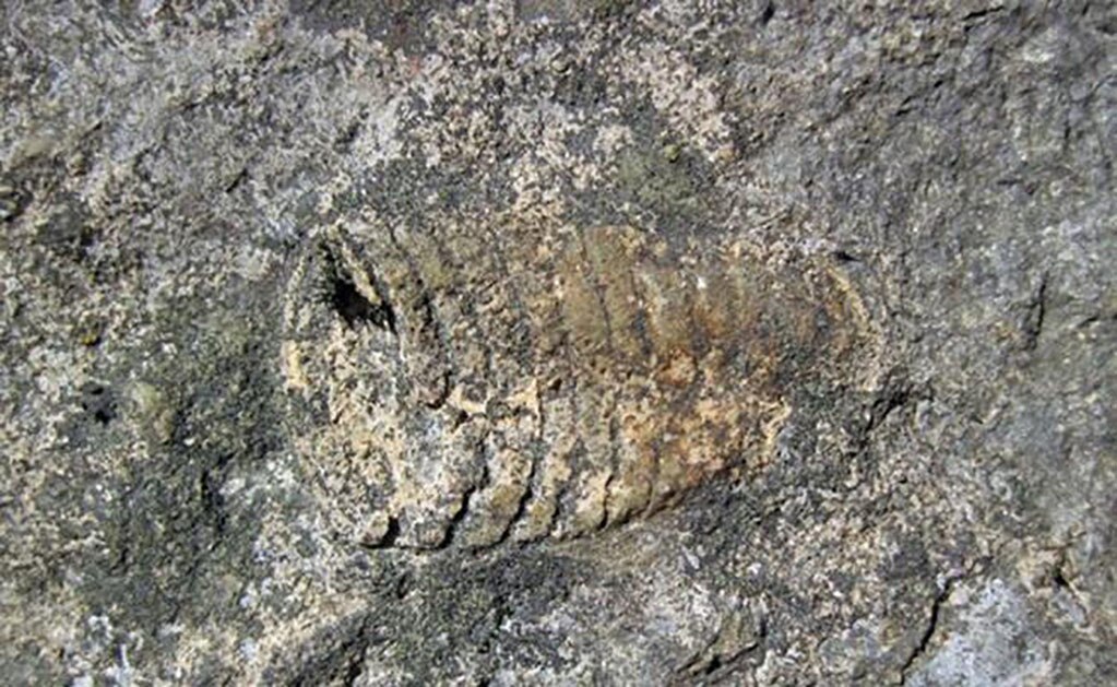 Mayor extinción masiva de especies fue provocada por calentamiento global