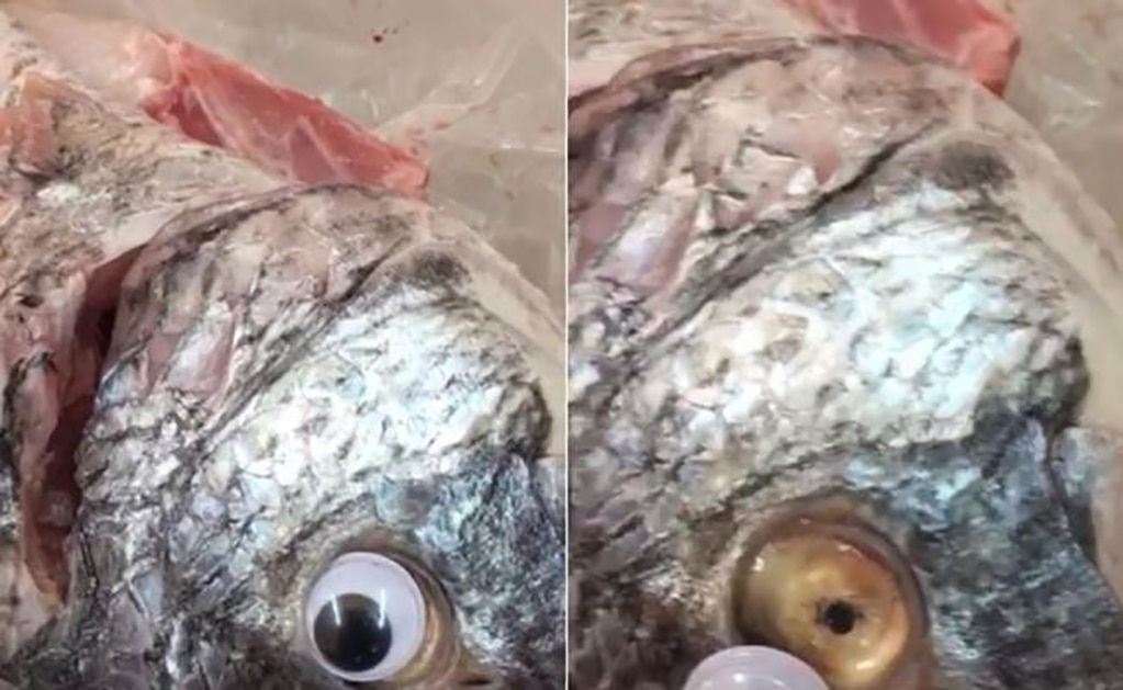 Vendían peces con ojos falsos para hacerlos ver frescos