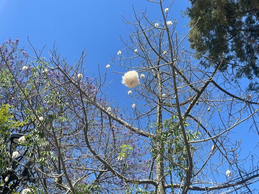 Foto: Humberto Torres