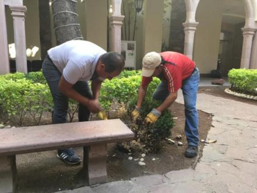 Desechará Poder Legislativo pasto sintético 