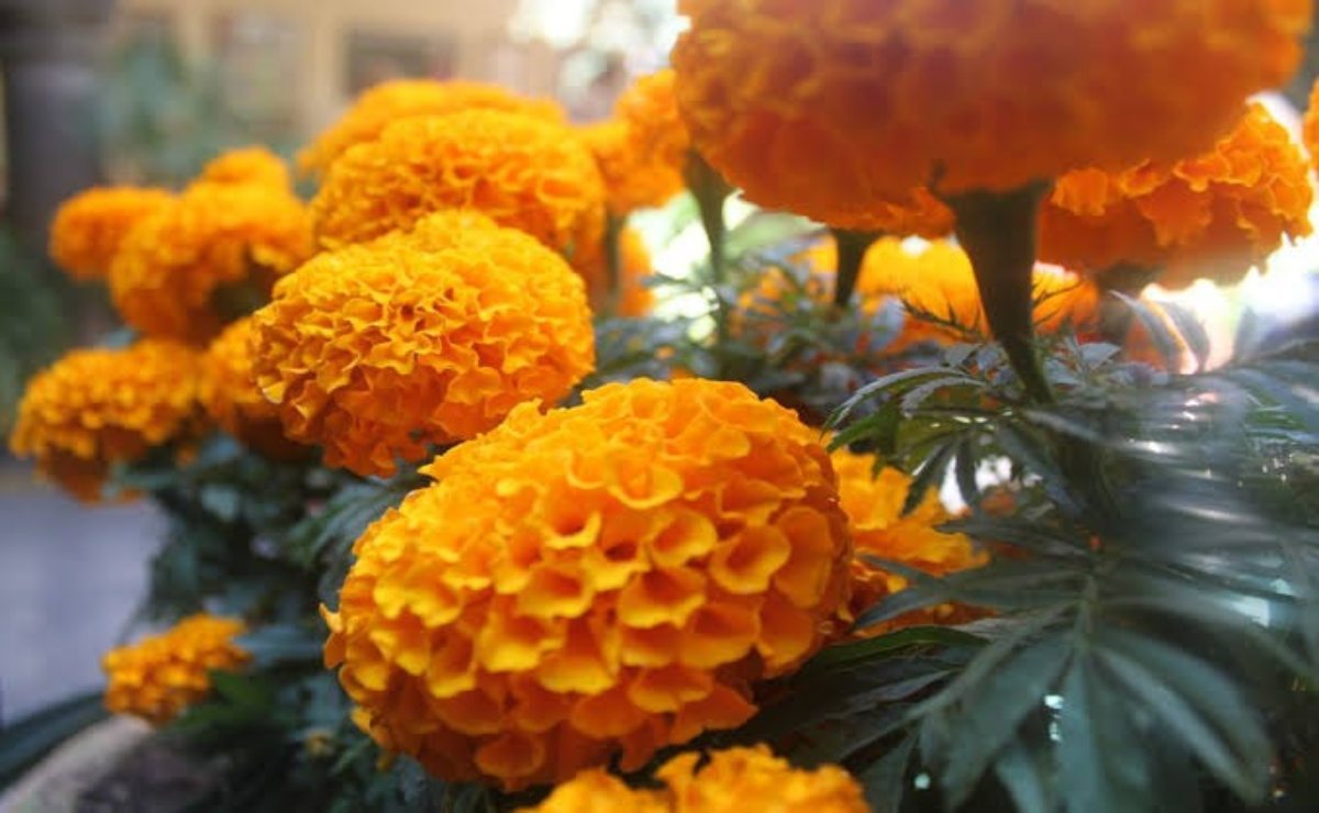 Campesinos de Soledad reducirán su producción de flor de cempasúchil este año