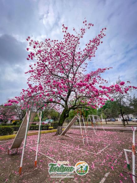 San Luis se torna rosa; FOTOS muestran belleza de la Huasteca gracias al Palo de Rosa