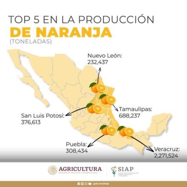 San Luis Potosí entra al top cinco de producción de naranja en el país