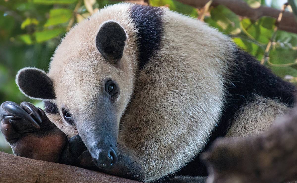 Fallece ejemplar de oso Tamandua rescatado en la Huasteca, especie en peligro de extinción