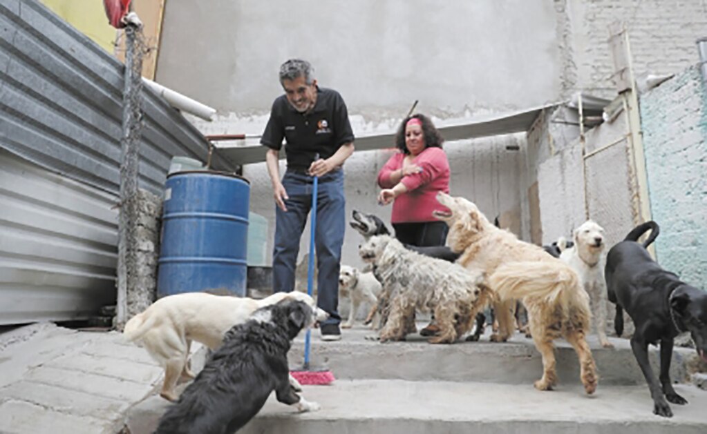 Perros y gatos, los más maltratados en Ciudad de México