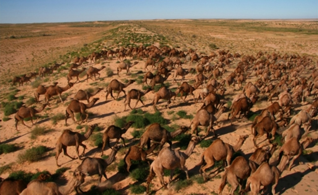 Autorizan sacrificar a miles de camellos salvajes en Australia por la sequía