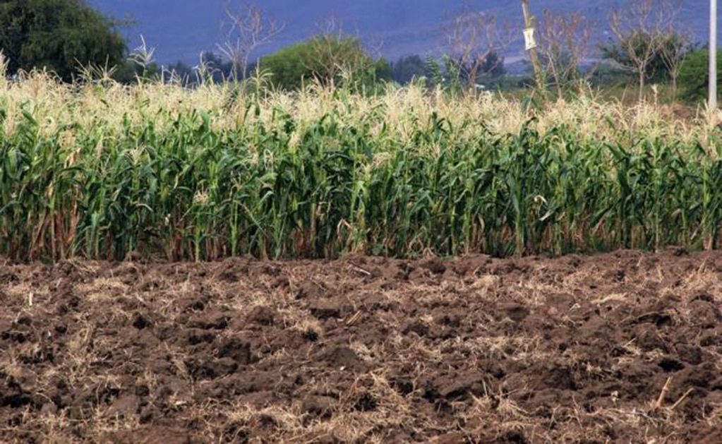 Buscan fortalecer la agricultura en Bocas