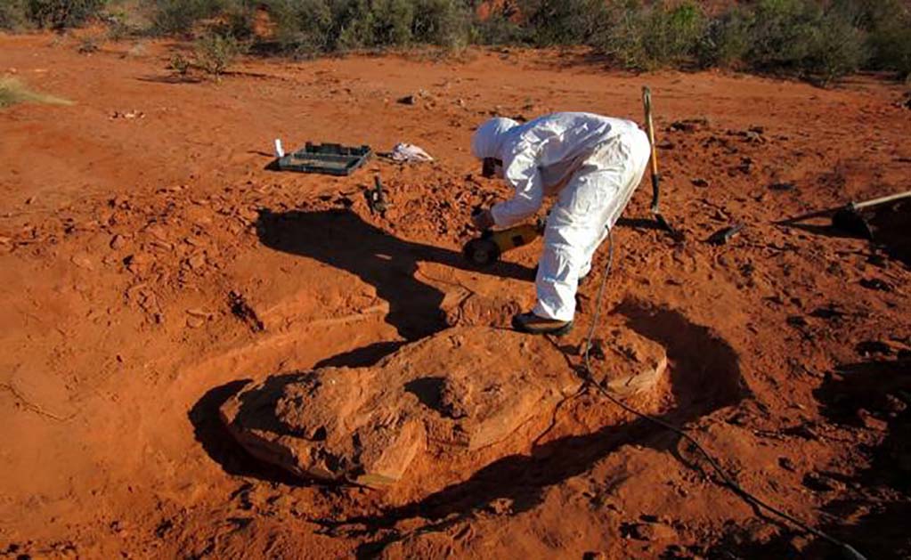 Descubren fósiles de dinosaurio gigante más antiguo