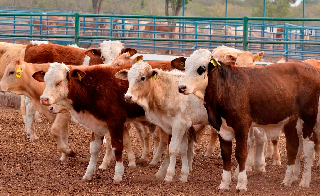 Ganaderos se mantienen en alerta por robo de ganado