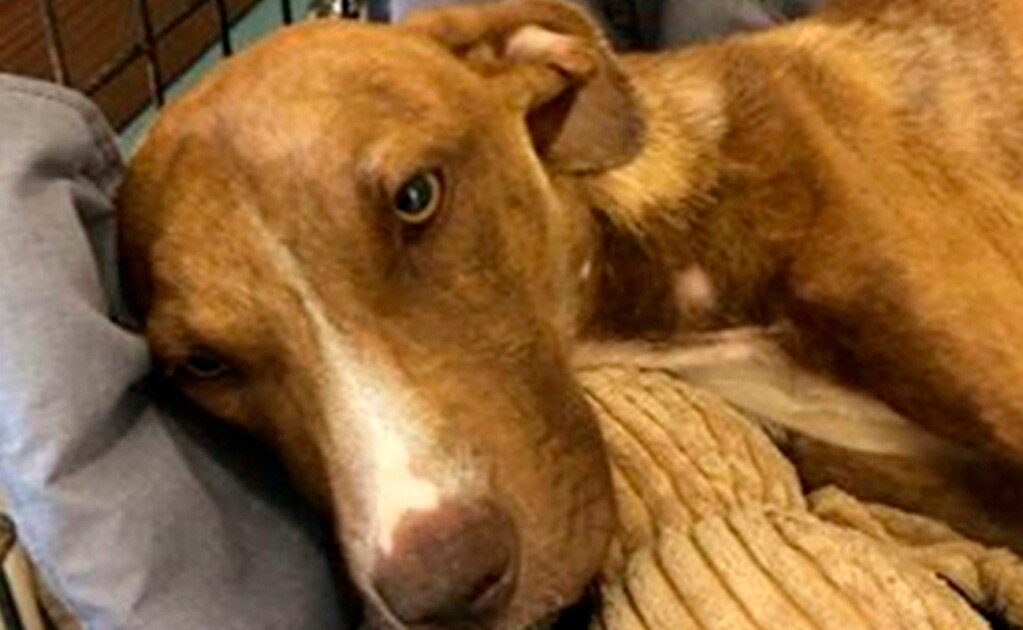 A un mes de “Dorian”, hallan vivo a un perro bajo escombros de un edificio en Bahamas