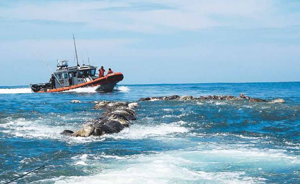 La Profepa indaga la procedencia de las redes donde quedaron atrapadas las tortugas; en un primer momento se dijo que eran de un barco atunero extranjero. (FREDY GARCÍA. REUTERS Y ARCHIVO EL UNIVERSAL)
