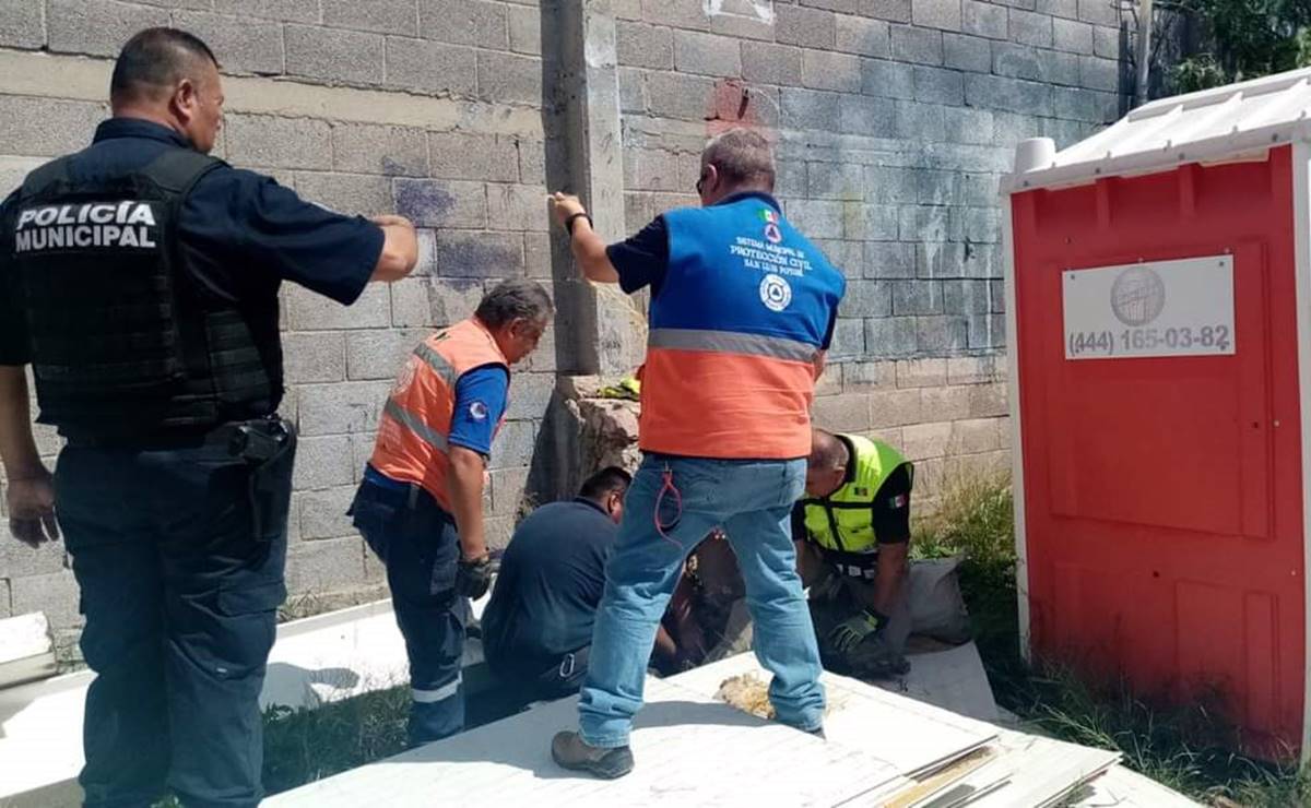 Rescatan a dos jabalís del interior de una empresa en la Zona Industrial de SLP