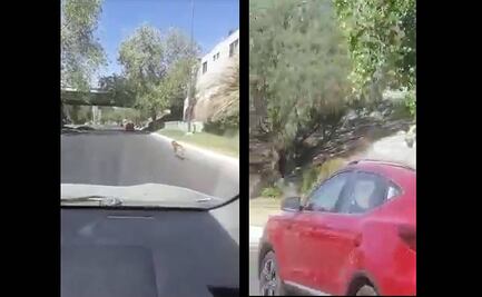 Conductora abandona a perro en avenida de SLP; difunden video y Fiscalía investiga caso como maltrato animal