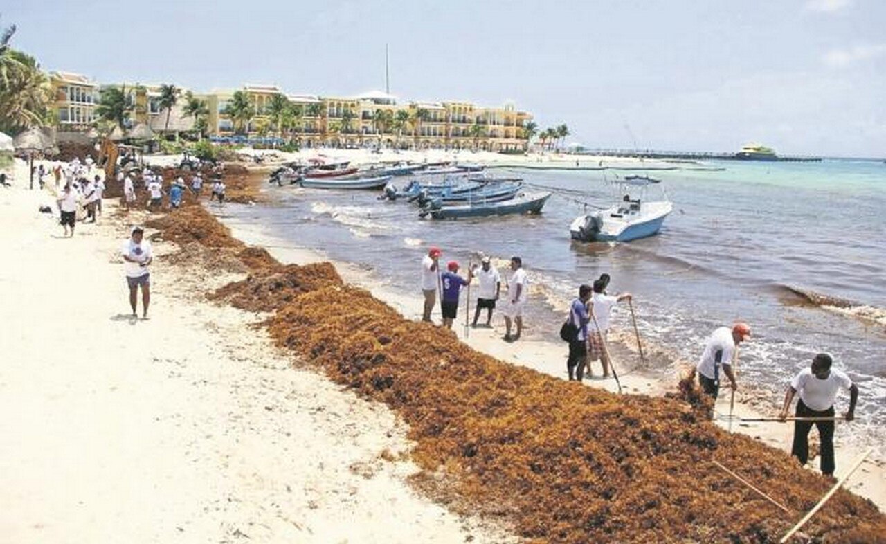  Prevén llegada masiva de sargazo al Caribe mexicano, en este año
