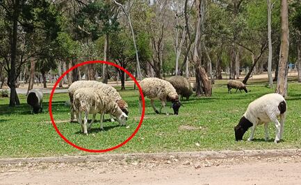 Borrego desata terror en el parque Tangamanga al embestir a una mujer  