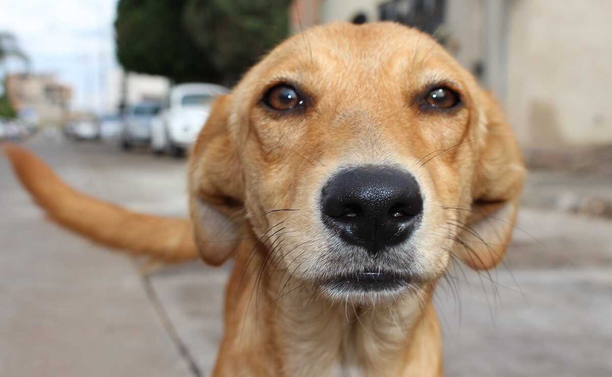 Casos de maltrato animal en SLP. Foto: Pixabay