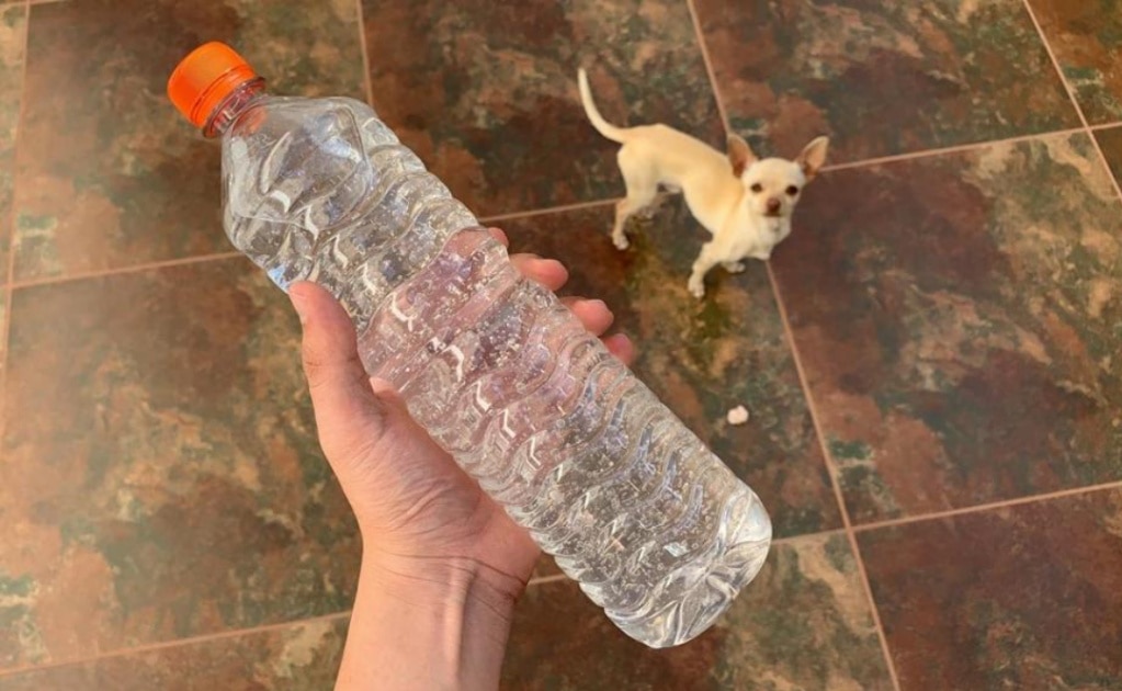 Foto: Edgar Tequianes. EL UNIVERSAL