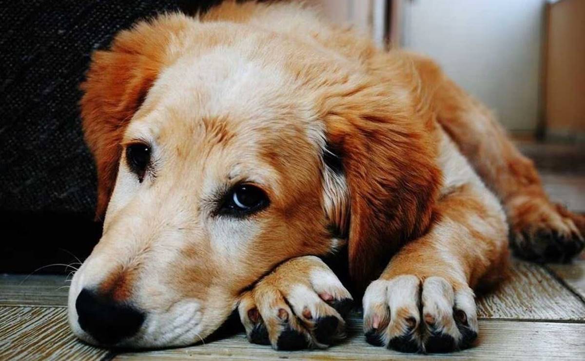 Pulgas en perros y gatos, ¿qué enfermedades pueden causar?