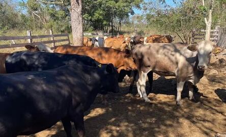 Por gusano barrenador, EU mantiene suspensión de importación de ganado mexicano; anuncia inversión de 21 mdd para erradicar plaga 