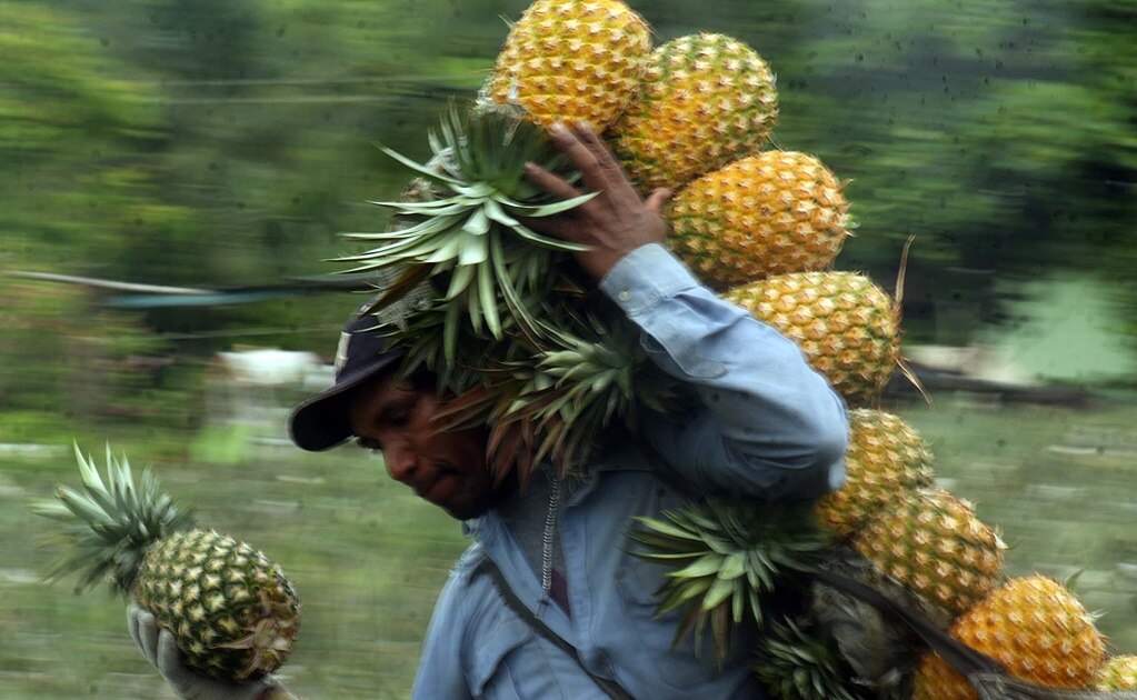 ¿Por qué razón la piña nos escalda la lengua?