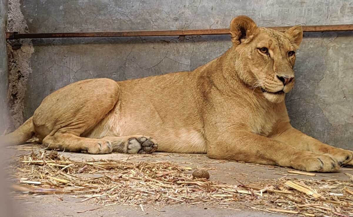 ¡Manda tu propuesta! Zoológico de Mexquitic busca nombre para leonas rescatadas de maltrato . Foto: Zoológico de Mexquitic