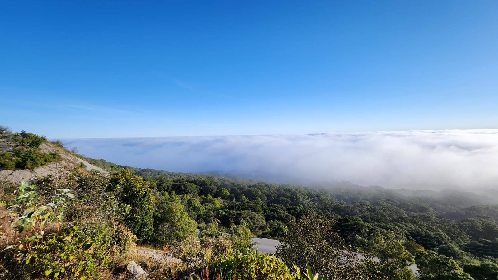 Estos son los bosques más impactantes de San Luis Potosí que tienes que conocer