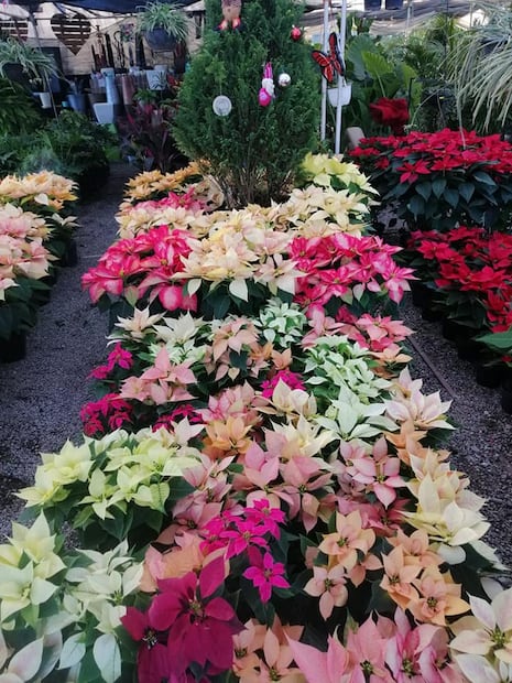 Vivero Bugambilias en SLP. Foto: Fb@Vivero un Rinconcito verde