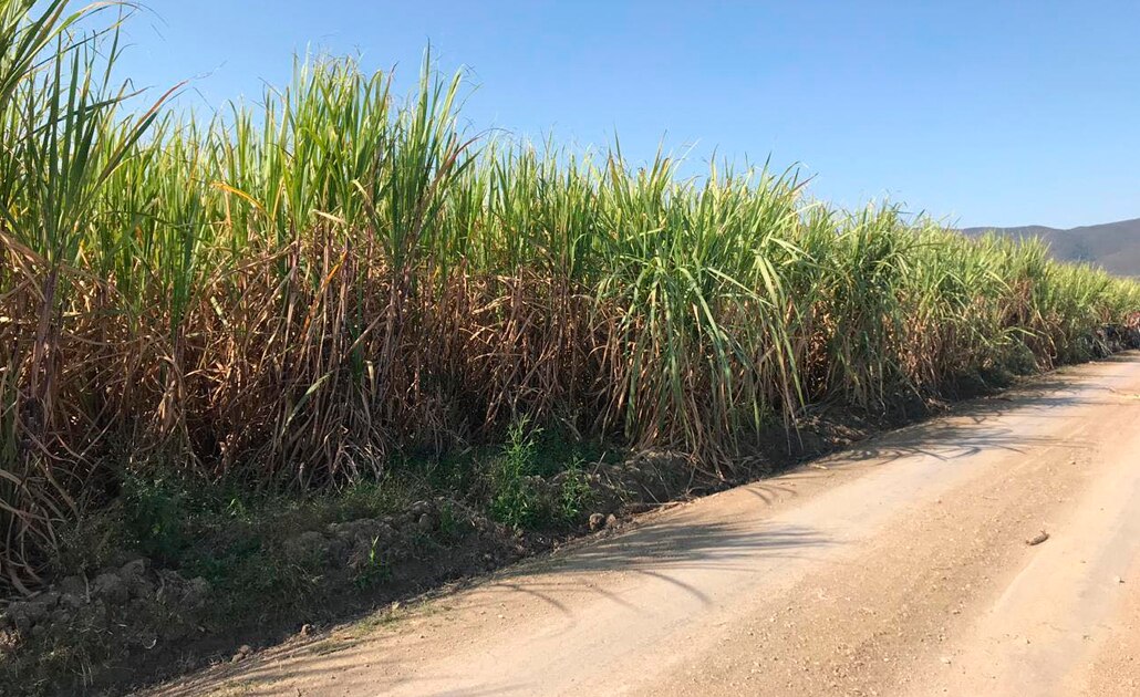 Aprueban 105 mdp para pago de seguro agrícola catastrófico