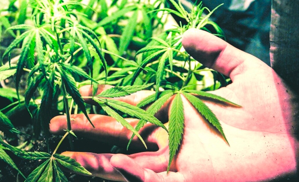 Solicitan al IMPI los derechos sobre nombre y logo de la marihuana