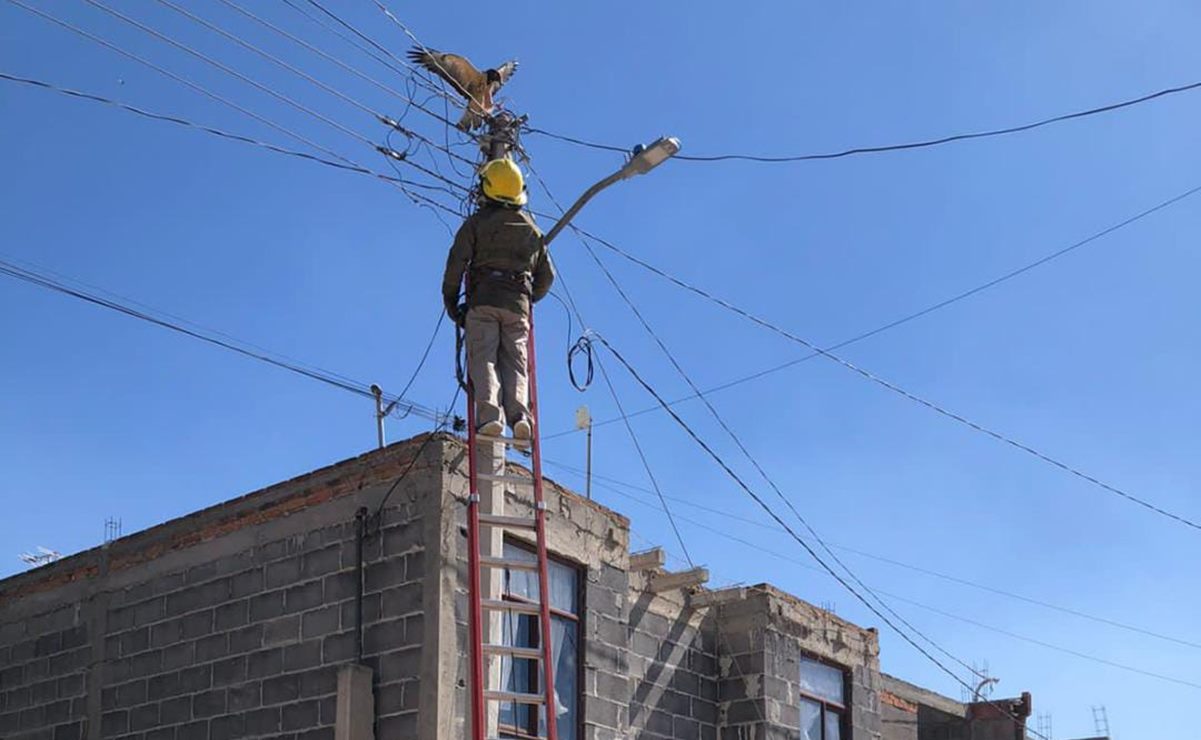 Rescatan a águila atrapada en cables eléctricos de Soledad. Foto: Especial