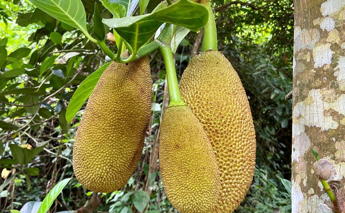 La fruta gigante de la Huasteca Potosina que combina sabores y miles de formas de disfrutarla. Foto: MANÁ: Cocina Libre