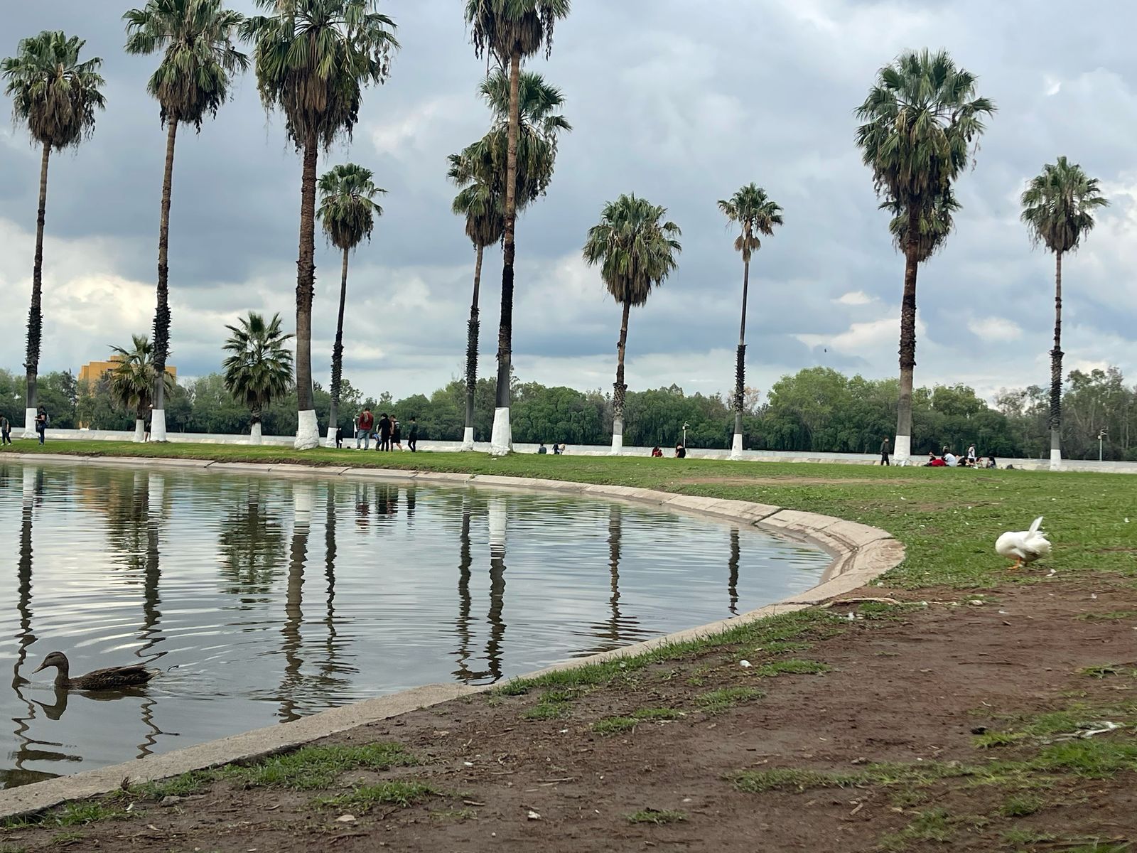 Lago mayor del Parque Tangamanga I fue contaminado por las obras de Himalaya: Seduvop