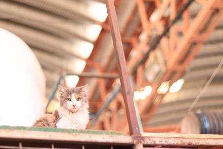Los gatitos del mercado San Luis 400, una historia de lucha por los derechos de los animales