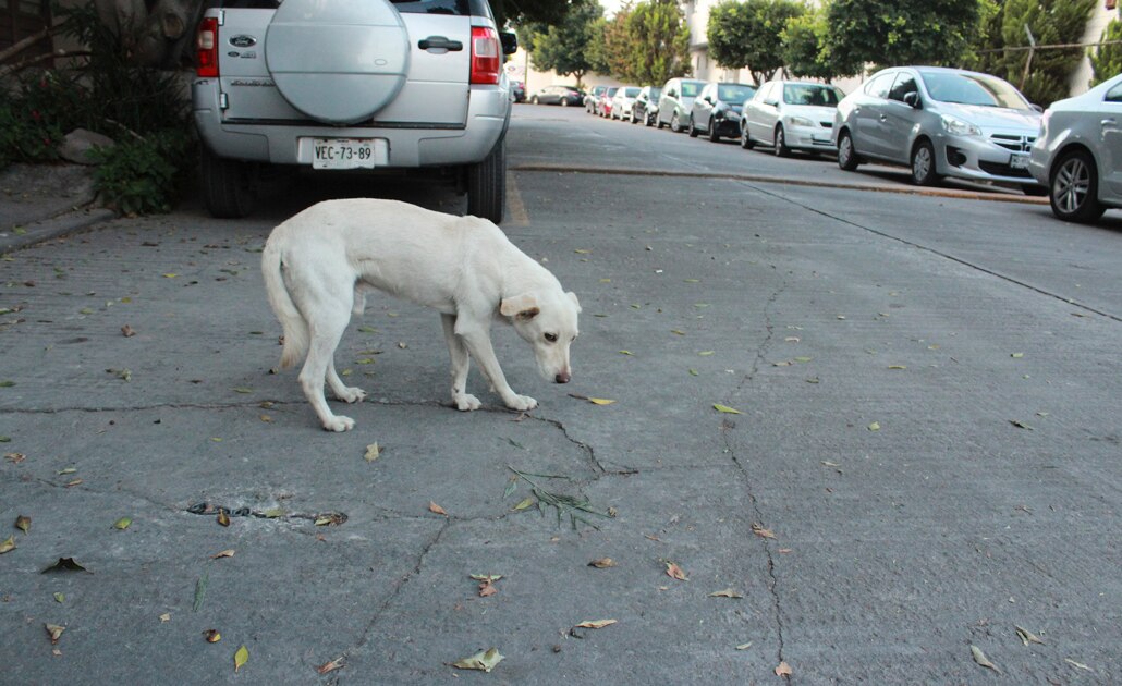 Ayuntamiento atenderá quejas de maltrato animal