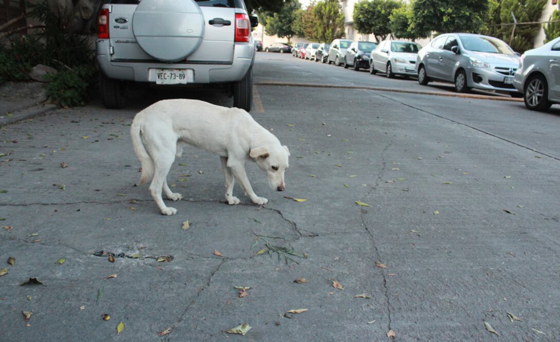 Foto: Archivo El Universal San Luis Potosí