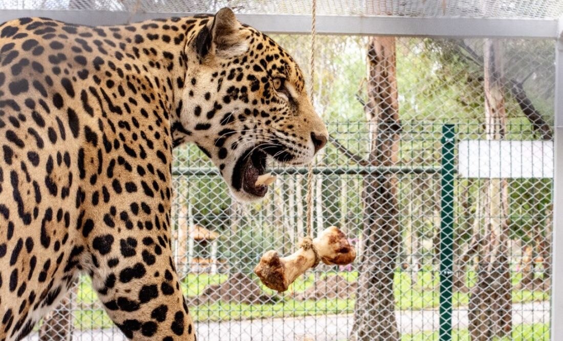 Actividades que puedes hacer en el parque Tangamanga I de SLP