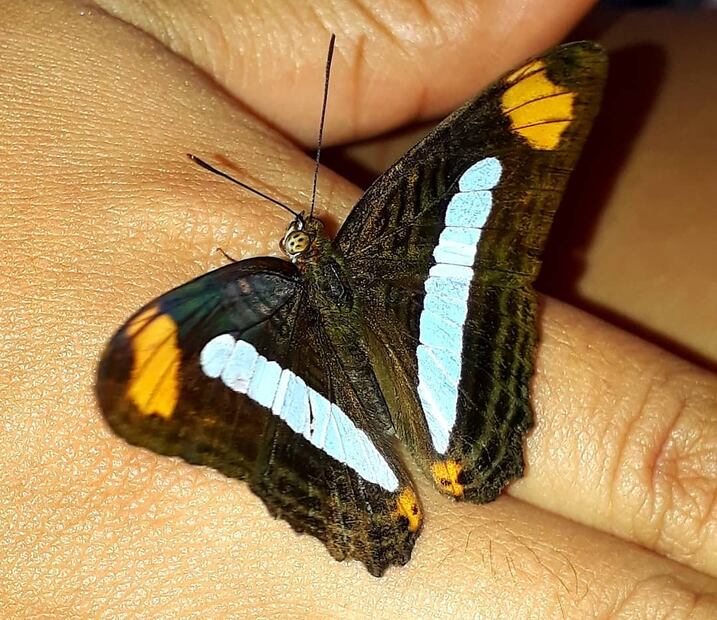 Mariposa Monjita. Foto: lpdoptera_pty