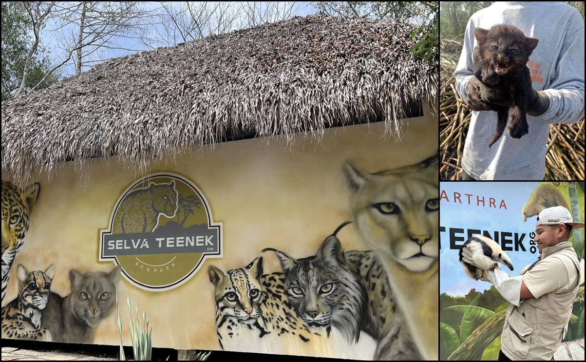 Selva Teenek es una unidad de manejo para la conservación y el aprovechamiento sustentable de la vida silvestre de la zona de la Huasteca potosina. Foto: Especial